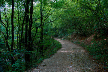 Obraz premium path in the forest