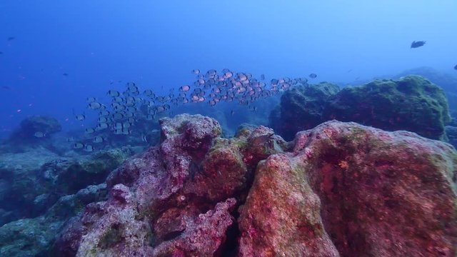 group of fish sea breams underwater  swimming ovean scenery of fish slow