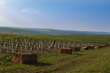 Vineyards in the countryside near the village of Karlin in the Czech Republic.