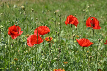 Red poppy flowers in green field