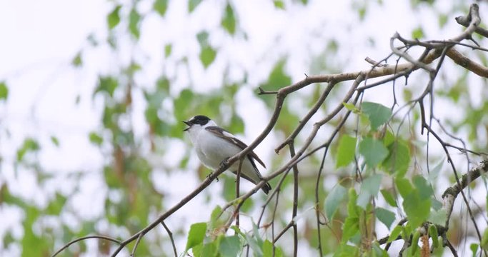 White wagtail or Motacilla alba sing on the tree 4K UHD