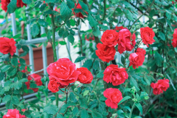 The rose blooms with beautiful fragrant flowers. Many flowers roses hang down to form a wall of...
