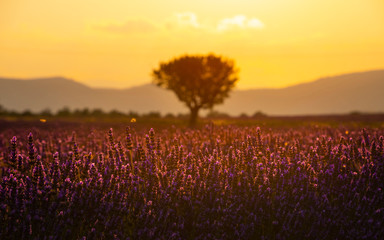 Purple lavender field of Provence at sunset