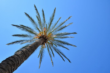 Obraz premium Close up palm tree leaves over clear blue sky