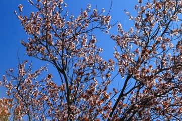 Blossoming almond tree in Athens, Greece