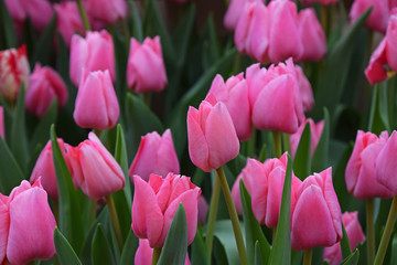 Pink tulip flowers with green leaves