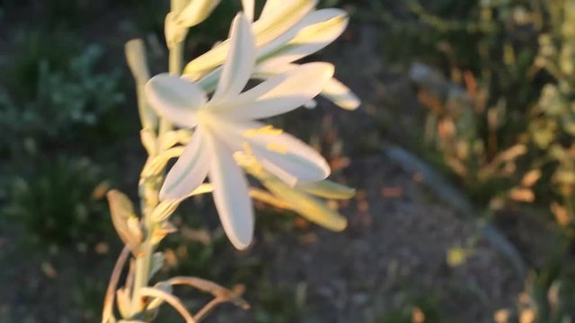 Large white blooms of the perennial Desert Lily, Hesperocallis Undulata, Asparagaceae, native plant in the fringes of Twentynine Palms, Southern Mojave Desert, Springtime.