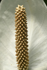 Close up one white Spathiphyllum flower