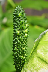 Close up one green Spathiphyllum flower