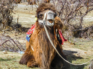 close up of a double humped camel at the cold desert of nubra valley ladakh showing dirty teeth