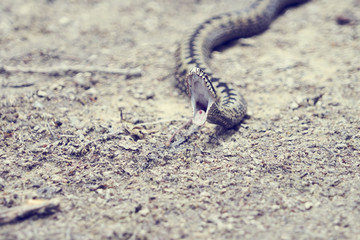 Vipère gueule grande ouverte .