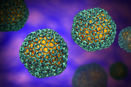 Rift valley fever virus