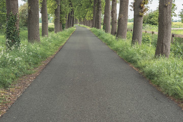 Road with trees in countryside in spring.
