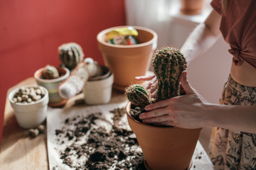 Young woman transplant cacti at home. Close-up of a hand