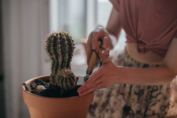 Young woman transplant cacti at home. Close-up of a hand