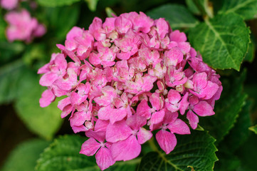 Hydrangea, flowers, nature, diversity, garden