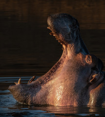Hippos yawning in golden hour light in the Kruger National Park South Africa