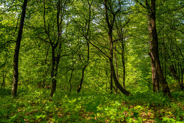 Green Forest in The Morning