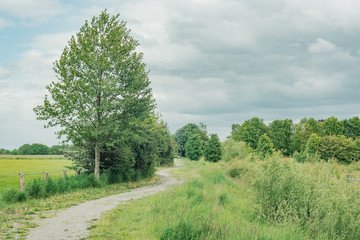 Obraz premium Path with trees in lush countryside in spring.