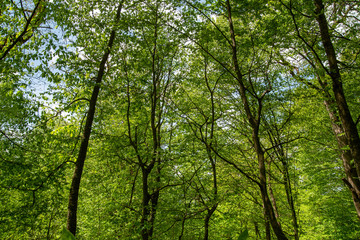 Fototapeta premium Trees in The Forest