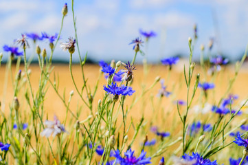 Fototapeta na wymiar Sky, space, harvest season, Centaurea, flowers Large round straw bales