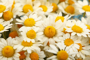 Close up background of chamomile flowers