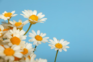 Close up bouquet of chamomile flowers over blue