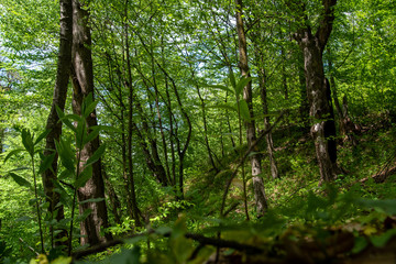 Fototapeta premium Forest in The Morning