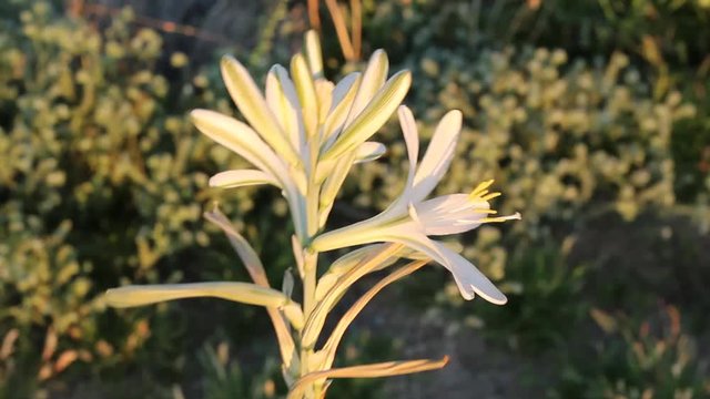 Large white blooms of the perennial Desert Lily, Hesperocallis Undulata, Asparagaceae, native plant in the fringes of Twentynine Palms, Southern Mojave Desert, Springtime.