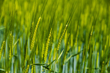 Green barley field on sunny day