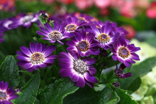 Close up purple cineraria flowers
