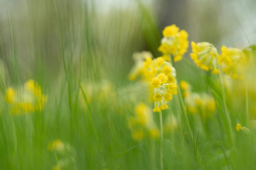 Obraz premium Vibrant Abstract Nature Background of Meadow Flowers Primula Veris (the cowslip, common cowslip, or cowslip primrose). 