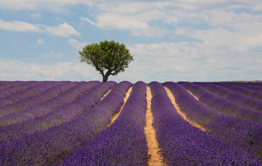 Fototapeta na wymiar Purple lavender field of Provence