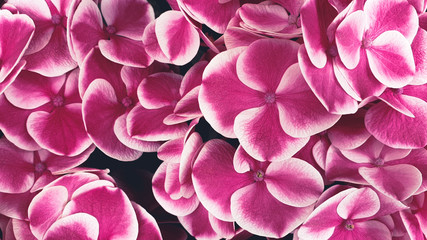 pink flower blossom floral background