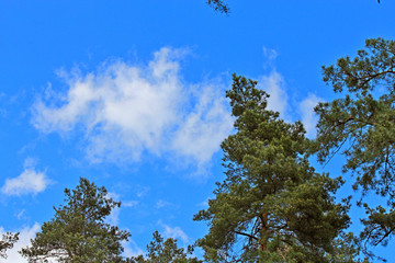 spring flowering spruce against the blue sky