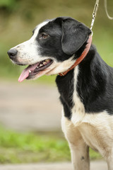 black and white spotted dog mestizo