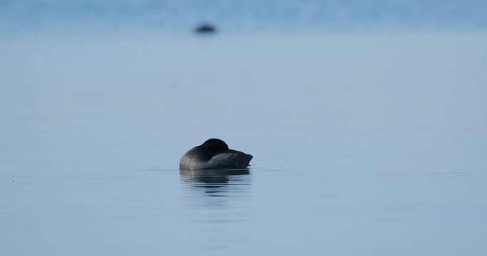 The Eurasian coot or Fulica atra swim in pond 