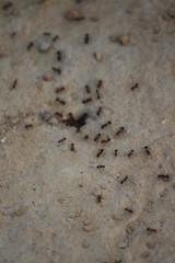 ants on the ground