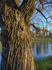 The trunk of an old willow overlooking the lake