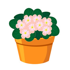 Blooming African Violet flower in the pot vector illustration