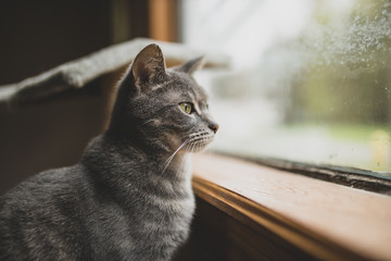 A Cat Watches out the Window
