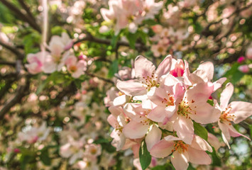 Cherry blossom tree white pink blooming flowers as spring summer floral botanical outdoor 