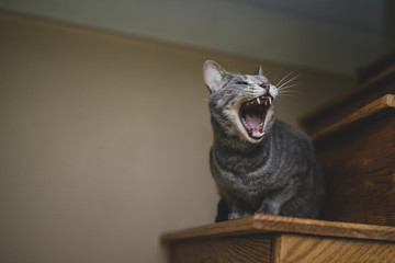 A Cats Yawn