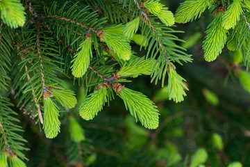 Young shoots on spruce branches in spring. Natural forest background.