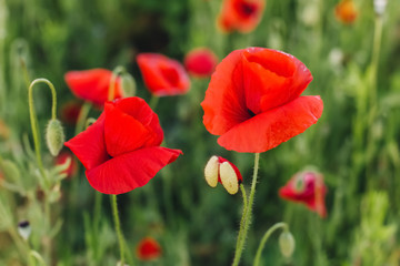 Field of red poppies in bright evening light