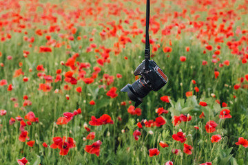 Camera in hand in a poppy field in bright evening light.