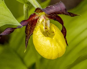 Fototapeten Die große zitronengelbe Blüte der in Bayern heimische Orchidee Gelbe Frauenschuh (Cypripedium calceolus) als Detailaufnahme © Gerhard