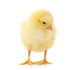 Small yellow chicken.