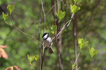 Obraz premium Black-capped chickadee on a branch