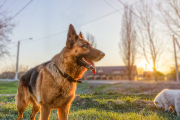German shepherd dog at sunset close-up portrait. Beautiful purebred dog  on the front of Samoyed